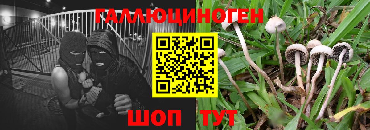 Псилоцибиновые грибы прущие грибы  Вход с VPN  Тайшет 